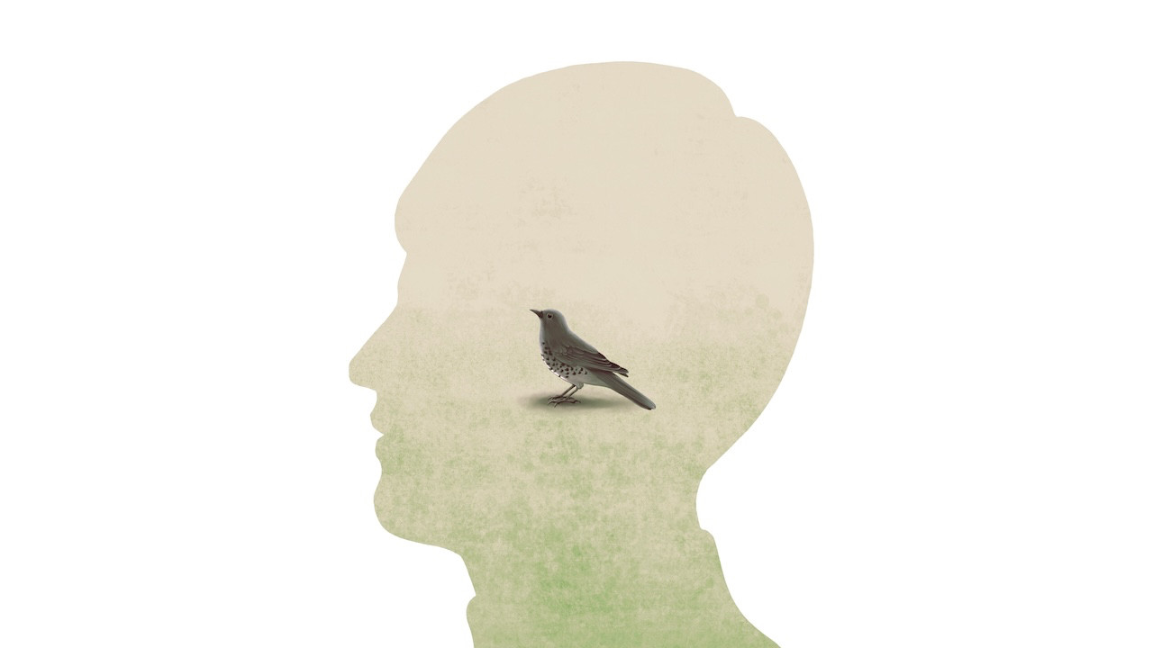 'Bilinç' gerçekten ne işe yarar? 

 Yeni çalışmalar bilinç için insan benzeri bir beynin şart olmadığını ortaya koyuyor

 Kuşlar üzerine yapılan araştırmalar, bilincin eski ve yaygın bir evrimsel özellik olabileceğine işaret ediyor