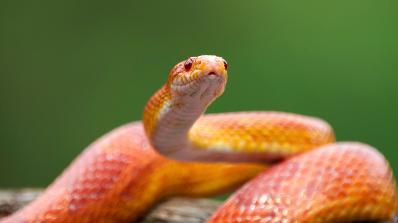 Hindistan'da Yılan ısırıkları: Ölümlü Sonuçlar ve Önlenmesi