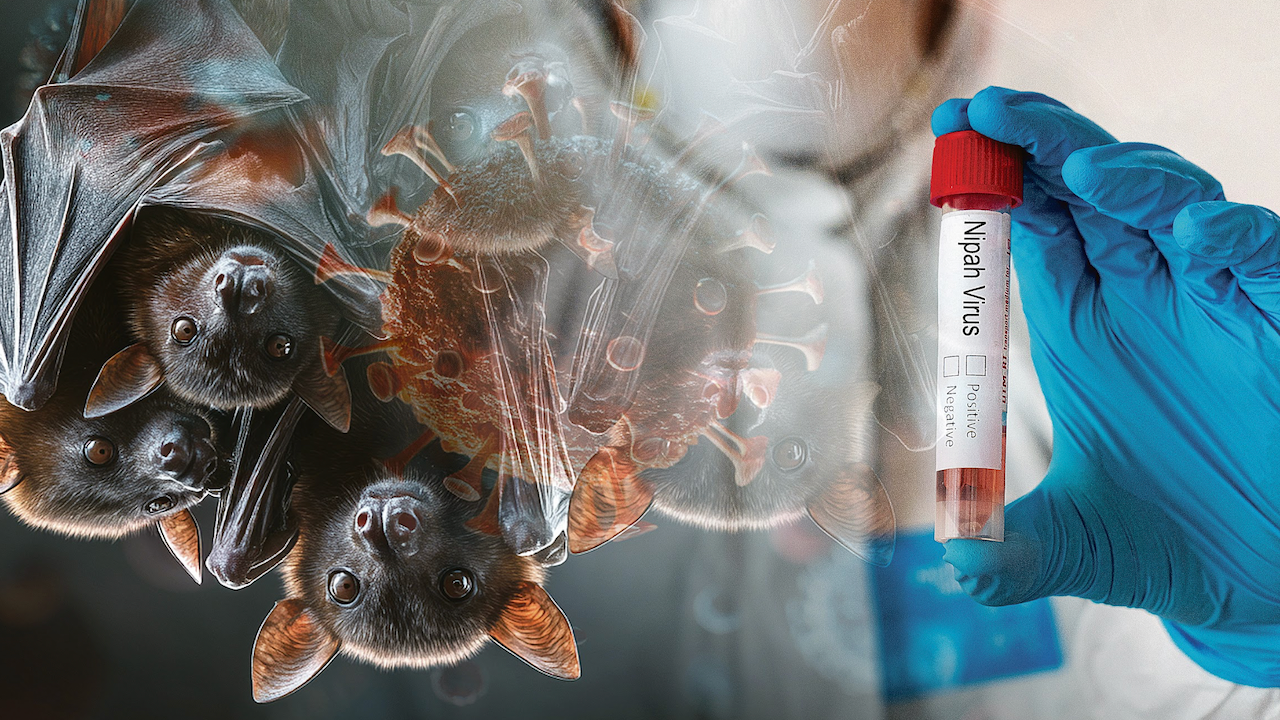 Nipah Virüsü'nün Ölümcül Bulaşıcılığı - Virüsler Aleminin En Karanlık Üyesi