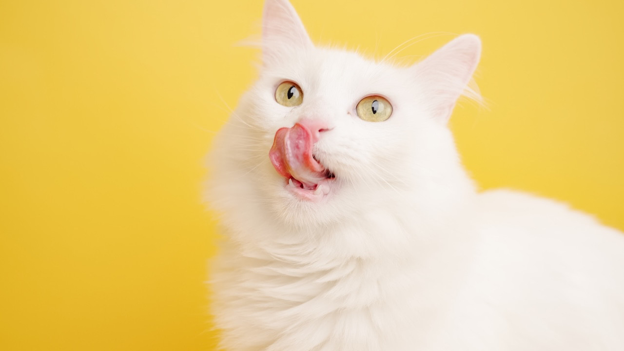 Dünya Kediler Günü: Kedi Efsanevi Gerçekleri