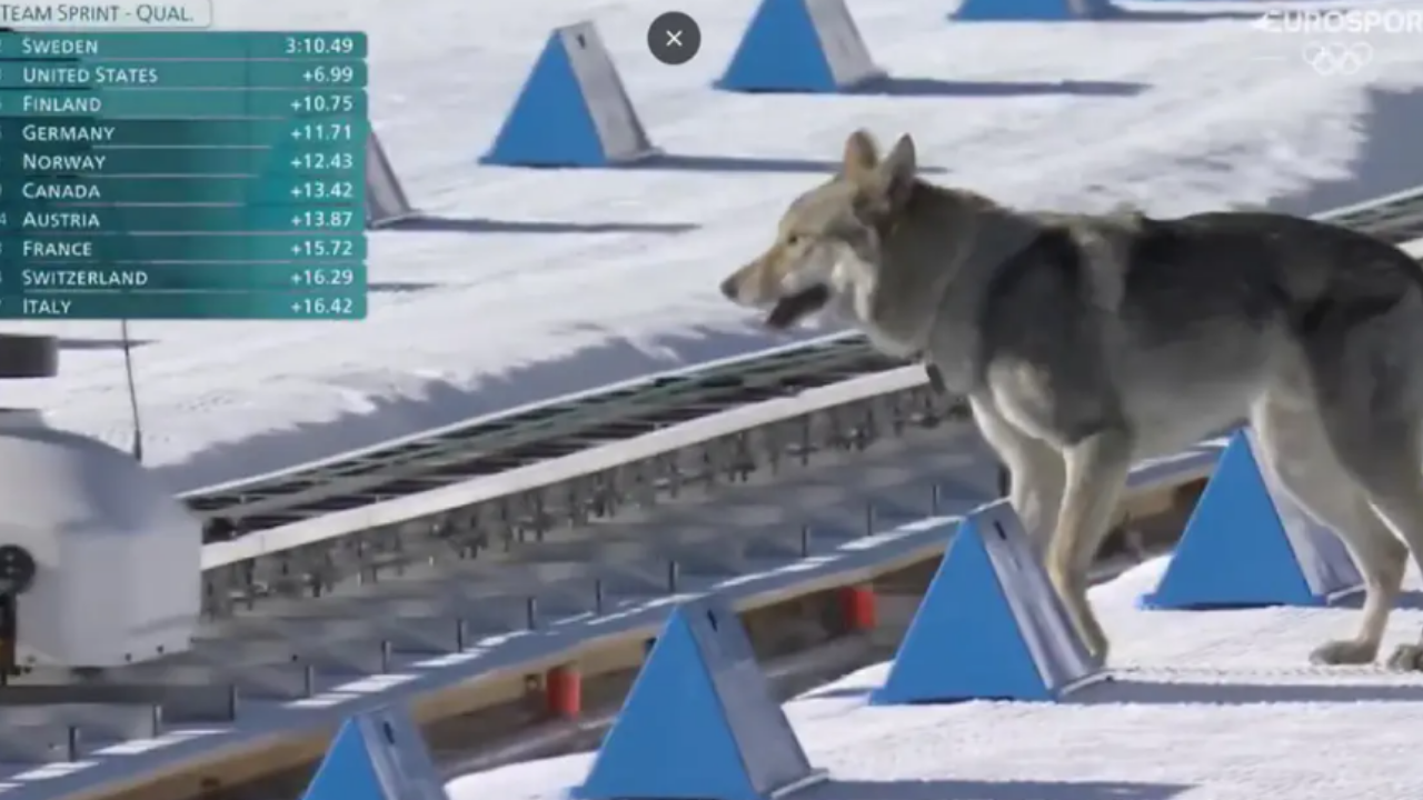 'Kış Olimpiyatları'nda Husky Katıldı, Davetsiz Misafir Olarak Piste Girdi!