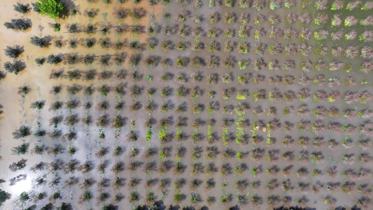 İzmir'deki sağanak tarım arazilerini su altında bıraktı: Domates, pamuk, mısır ekimi gecikti