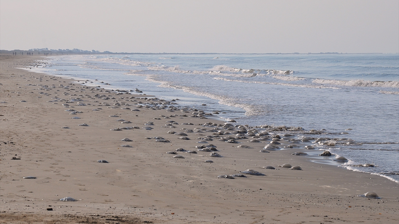 Turizm ve balıkçılığı tehdit ediyor: Mersin sahillerinde ölü göçmen denizanası görüldü