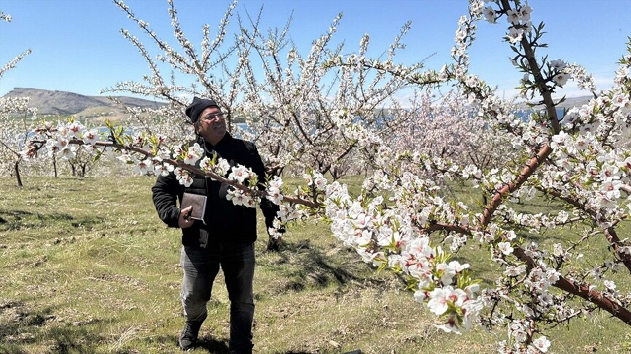Çiçek yoğunluğu arttı, badem ağaçlarında rekolte beklentisi yükseldi
