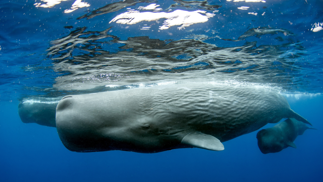 İspermeçet balinalarının dili insan diline oldukça benziyor: İletişim kurulabilir mi?
