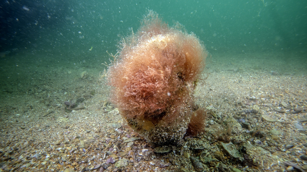 Tuzla sahilinde keşfedilen 