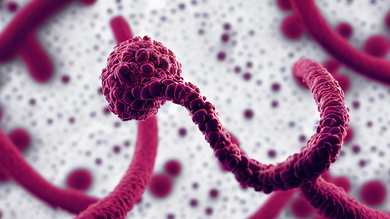 Dünya Sağlık Örgütü: Ebola aşısı en erken 9 ay sonra hazır olabilir