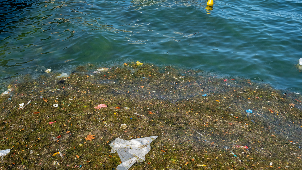 Marmara'daki sessiz tehlike: Mikroplastik kirliliği 2000'lerden bu yana üç kat arttı