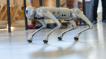 Bilim dünyasında bir ilk: İnsan beyin hücreleriyle çalıştırılan robot köpek