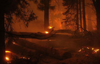 BM: Orman yangınları tüm ülkeleri tehdit ediyor