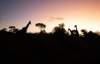 Afrika'nın 5 büyükleri'ne ev sahipliği yapan safari mekanı: Kruger Ulusal Parkı