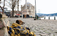 İstanbul'da sahipsiz köpekler için 15 ayda 18 bin ihbar yapıldı