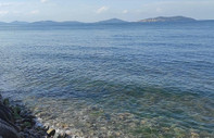 Marmara Denizi'ndeki süngerler canlanmaya başladı