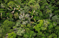 Amazon’daki ormansızlaşma nisan ayında rekor seviyeye ulaştı