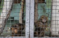 Kiev'deki hayvanat bahçesi ülkenin tehlikeli bölgelerinden hayvanlar için sığınak oldu