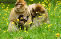 Maymun çiçeği vakaları nedeniyle maymunlar öldürülüyor