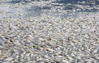 Polonya'da Oder Nehri'ndeki balık ölümlerinin sebebini bulana 220 bin dolar ödül