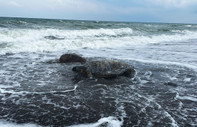 Küresel ısınma rotalarını değiştirdi: Deniz kaplumbağaları Marmara'ya yöneldi