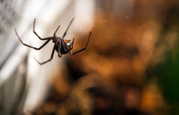 Örümceklere dair yanlış haberler nasıl yayılıyor?