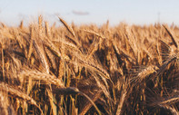 Mısır'ın buğday ithalatına BAE'den 500 milyon dolar fon desteği