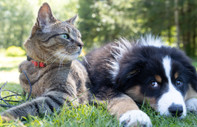 Evcil kedi ve köpeklere mikroçip taktırmak için son tarih 31 Aralık