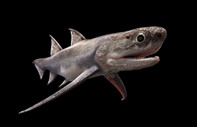 Köpek balıklarının atalarının fosilleri bulundu