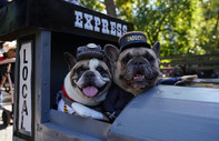 New York'ta köpekler Cadılar Bayramı'nın en iyisi olmak için yarıştı