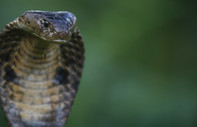 İsveç'te hayvanat bahçesinden kaçan dev kral kobra, bir hafta sonra geri döndü