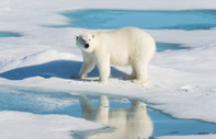 Kutup ayılarının soyu tükenmiyor, en büyük düşmanları iklim krizi değil