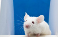 İnsan beyin dokusu başarıyla farelere nakledildi