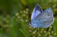 İngiltere'deki kelebek türleri yok olmanın eşiğinde