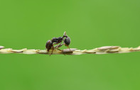 Karıncalar kanserli hücreleri koklayarak yakalayabiliyor