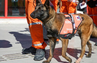 Arama kurtarma köpekleri yüzlerce cana umut oldu