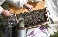 Galler'de binlerce arı, kovanlarıyla çalındı