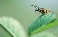 Araştırma: Yaban arıları bulmaca çözmeyi öğreniyor