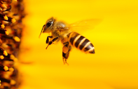Sıcaklıklar böcek ilaçlarının arılar üzerindeki olumsuz etkisini artırıyor