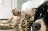 5 soru ve 5 cevap: Kedi ve köpeklerde kanser