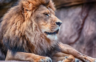 Dünyanın en yaşlı vahşi aslanı Loonkiito öldürüldü