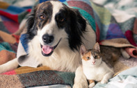 Kedi ve köpek sahipleri için evde muayene rehberi