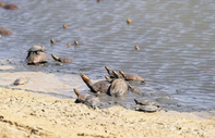 Küresel ısınma etkisi: Deniz kaplumbağaları yeni yuvalama alanları arıyor