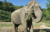 Filler de insanlar gibi farklı yeme alışkanlıklarına sahip