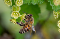 İklim değişikliği nedeniyle kışlamadan erken uyanan arıların hayatta kalma şansı azalıyor