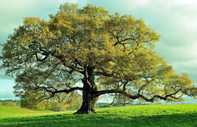 ABD’de araştırmacılar gen düzenlemesiyle yüksek verimli ağaç yetiştirdi