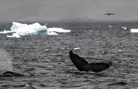 Bilim insanları endişeli: Buzul balinalarının nesli düşünüldüğünden daha erken tükenebilir