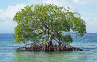Suudi Arabistan çölleşmeyle mücadele için 50 milyondan fazla mangrov ağacı yetiştirecek