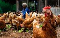 Bakanlık çalışma başlattı: Tavuk fiyatlarındaki artış ihracat yasağını gündeme getirdi