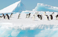 Buzlar parçalandı, binlerce penguen öldü