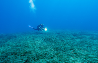 Marmara Denizi'nin oksijen deposu deniz çayırları koruma altına alınıyor