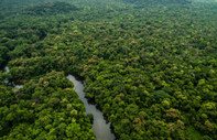 Brezilya'da Amazon yağmur ormanlarına yapılan tahribatta dikkat çeken düşüş