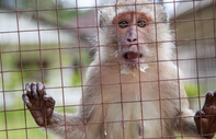 Musk'tan Neuralink açıklaması: Hiçbir maymun ölmedi, çipler ölmek üzere olanlara takılıyor